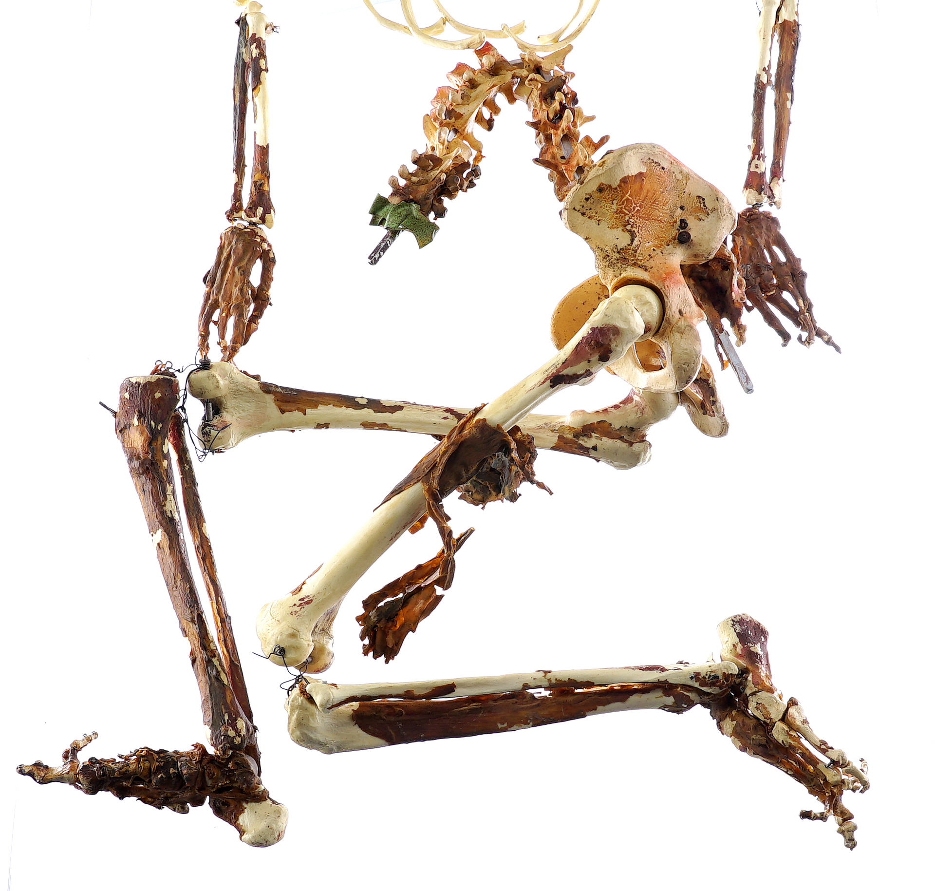 Freddy Krueger's (Robert Englund) Skeleton — photograph 2