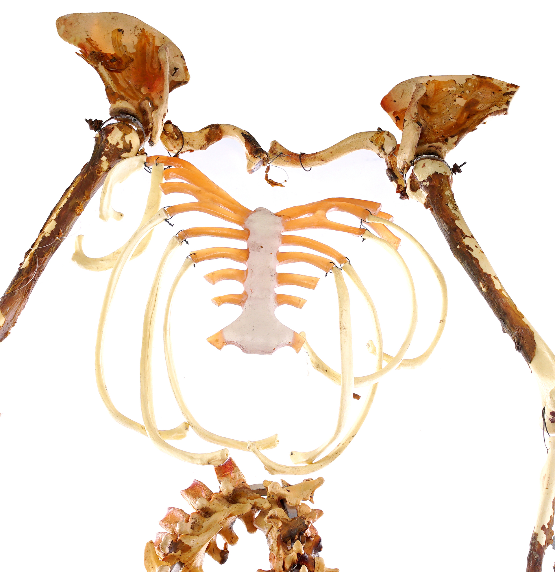 Freddy Krueger's (Robert Englund) Skeleton — photograph 3