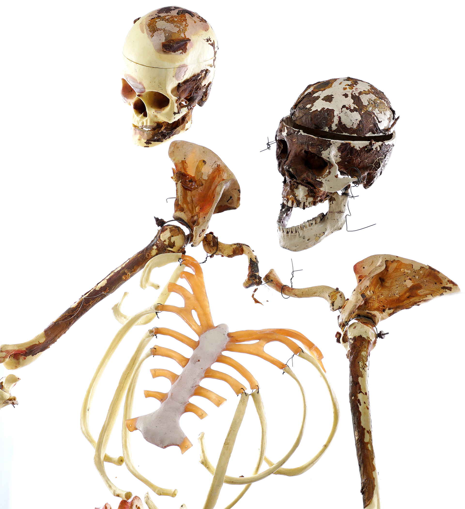 Freddy Krueger's (Robert Englund) Skeleton — photograph 4